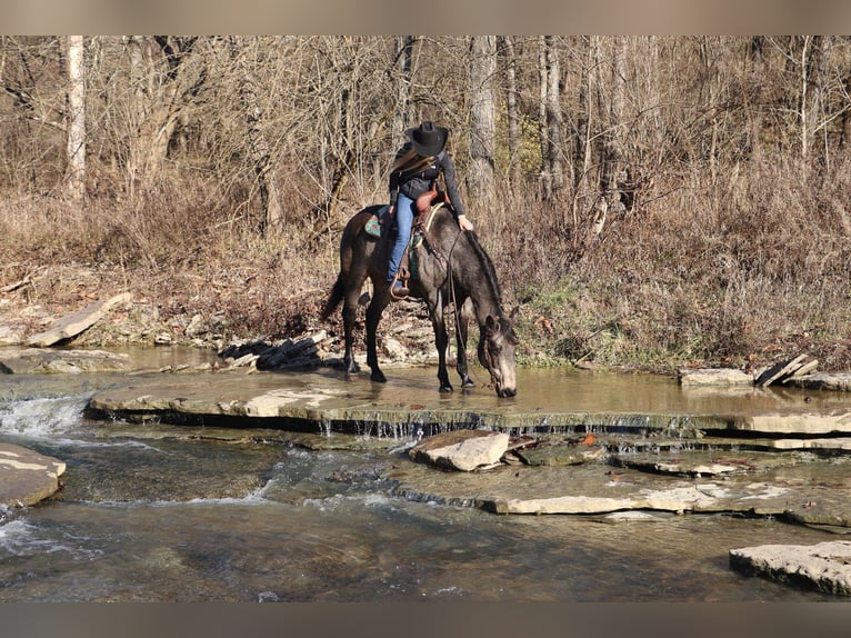 American Quarter Horse Gelding 13 years Buckskin in Flemingsburg, KY