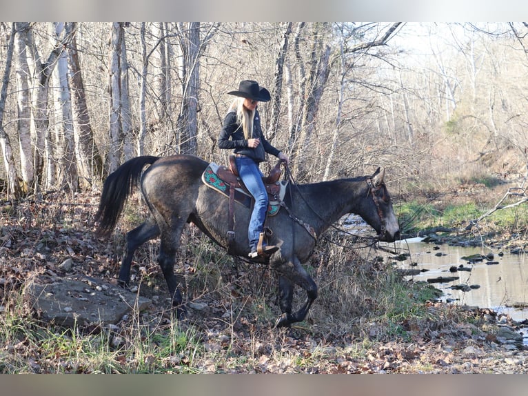 American Quarter Horse Gelding 13 years Buckskin in Flemingsburg, KY