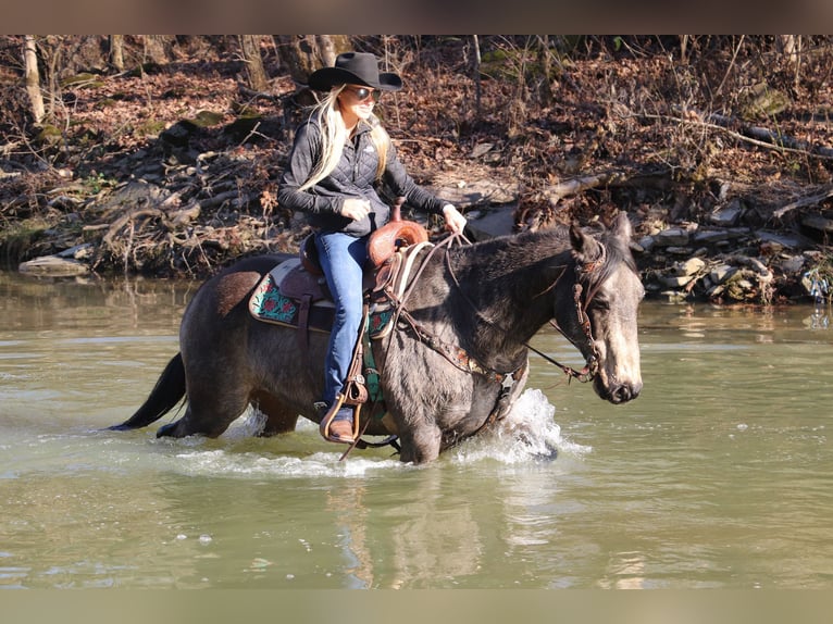 American Quarter Horse Gelding 13 years Buckskin in Flemingsburg, KY