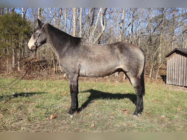 American Quarter Horse Gelding 13 years Buckskin in Flemingsburg, KY