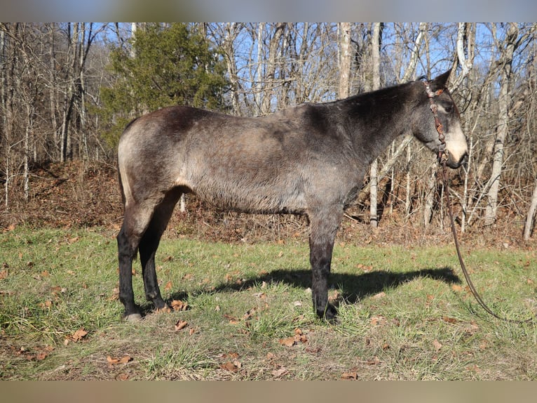 American Quarter Horse Gelding 13 years Buckskin in Flemingsburg, KY