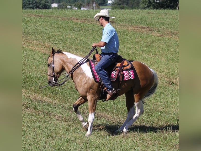 American Quarter Horse Gelding 13 years Buckskin in Mount Vernon KY