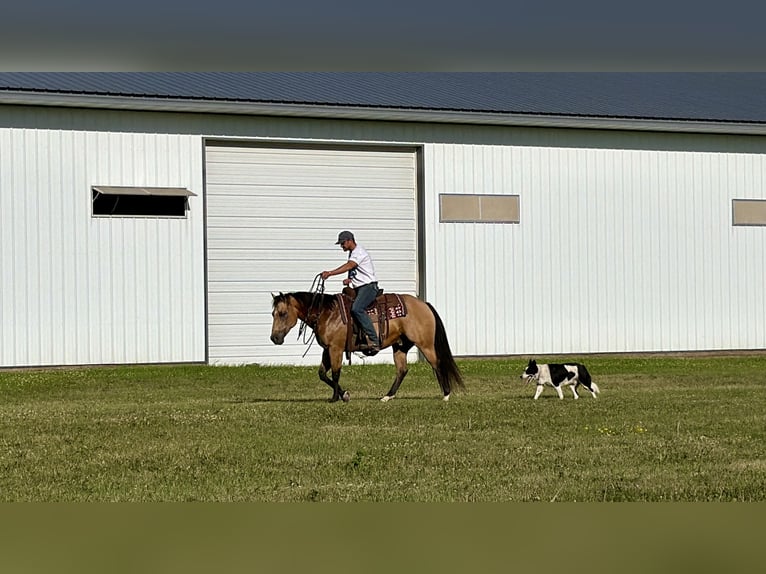 American Quarter Horse Gelding 13 years Buckskin in Cannon Falls