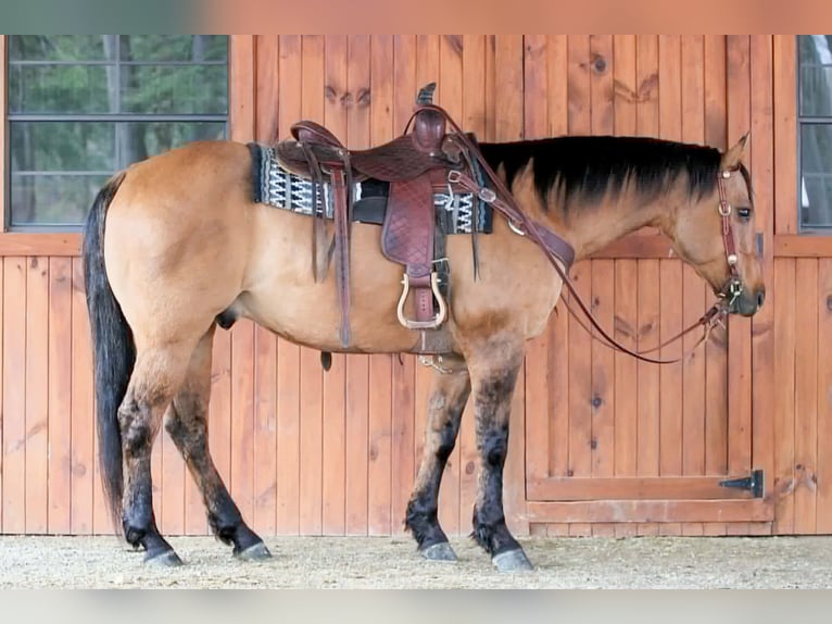 American Quarter Horse Gelding 13 years Buckskin in Clarion