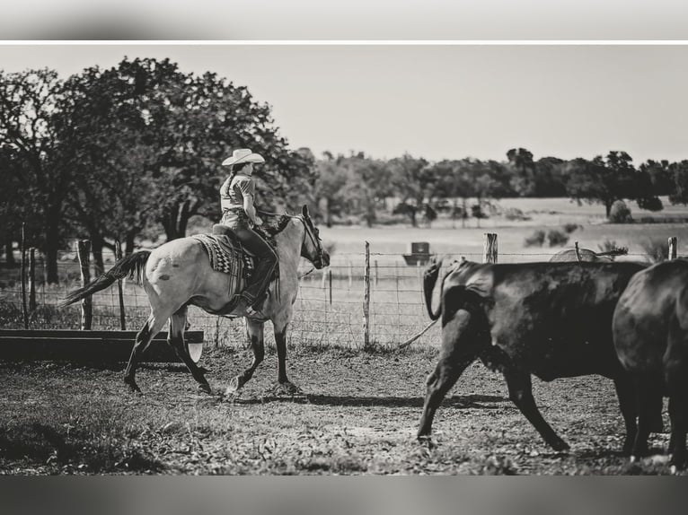 American Quarter Horse Gelding 13 years Buckskin in Fredericksburg