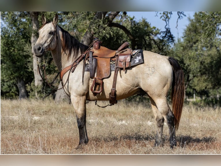 American Quarter Horse Gelding 13 years Buckskin in Fredericksburg