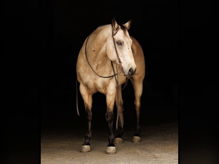 American Quarter Horse Gelding 13 years Buckskin in Fredericksburg
