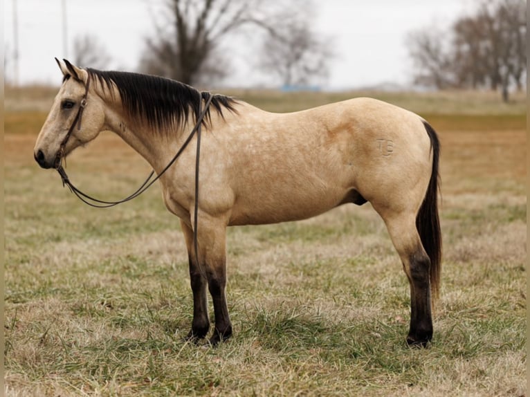 American Quarter Horse Gelding 13 years Buckskin in Fredericksburg