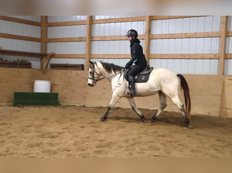 American Quarter Horse Gelding 13 years Buckskin in Howell MI