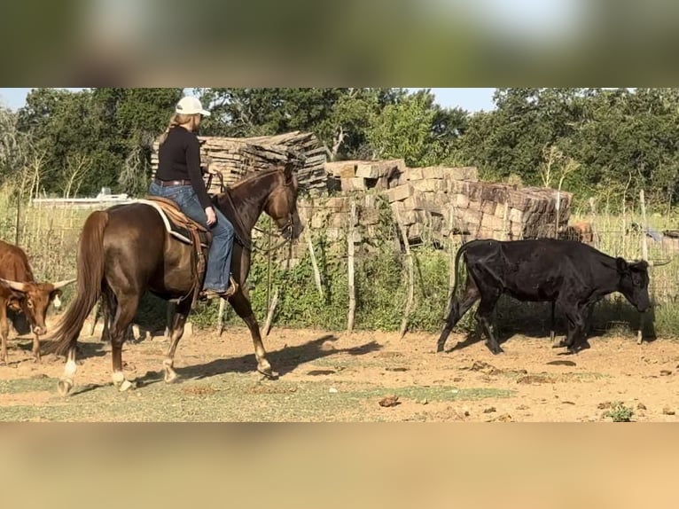 American Quarter Horse Gelding 13 years Chestnut in Weatherford TX