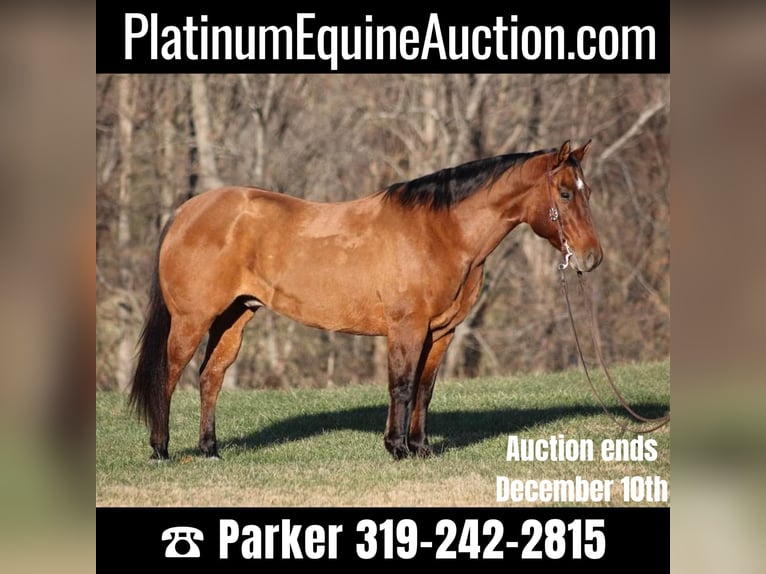 American Quarter Horse Gelding 13 years Dun in Somerset