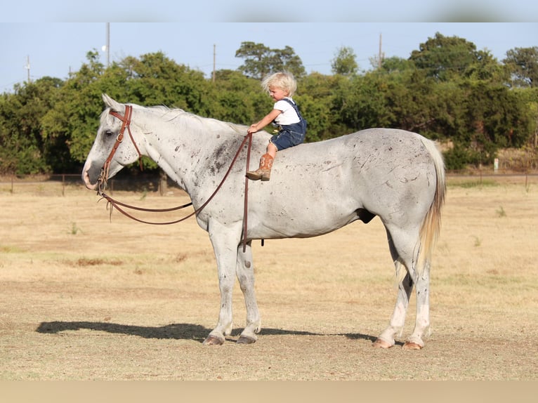 American Quarter Horse Gelding 13 years Gray in cleburne TX