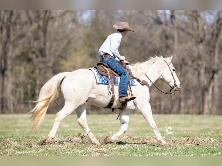 American Quarter Horse Gelding 13 years Gray in Boyceville, WI