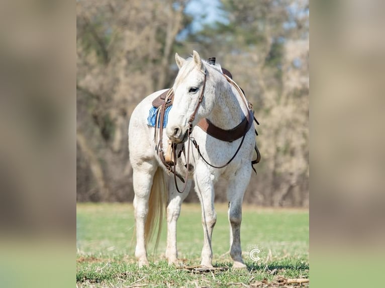 American Quarter Horse Gelding 13 years Gray in Boyceville, WI