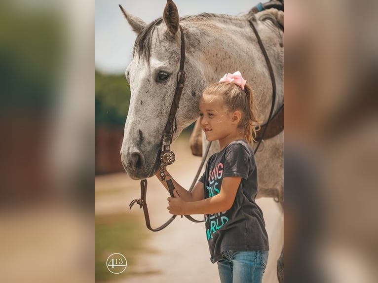 American Quarter Horse Gelding 13 years Gray in Weatherford, TX