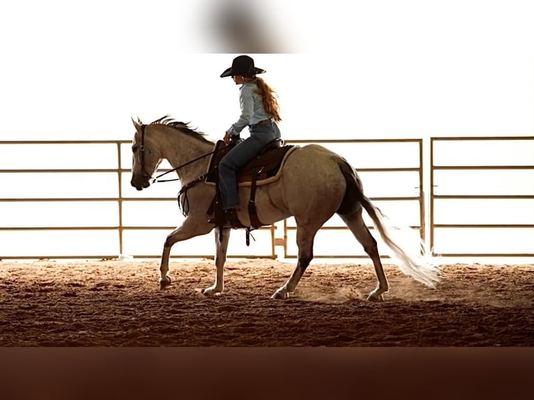 American Quarter Horse Gelding 13 years Gray in Weatherford, TX