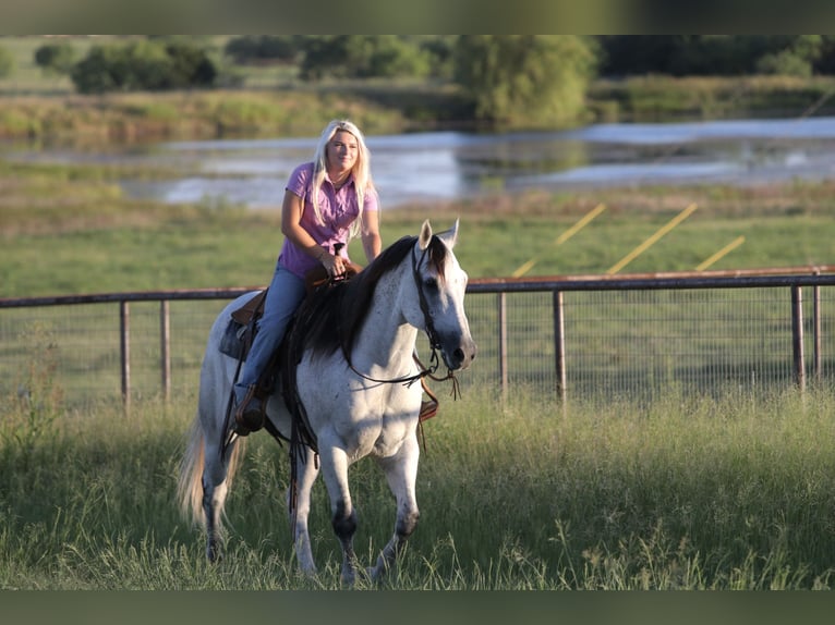 American Quarter Horse Gelding 13 years Grey in Mineral Wells