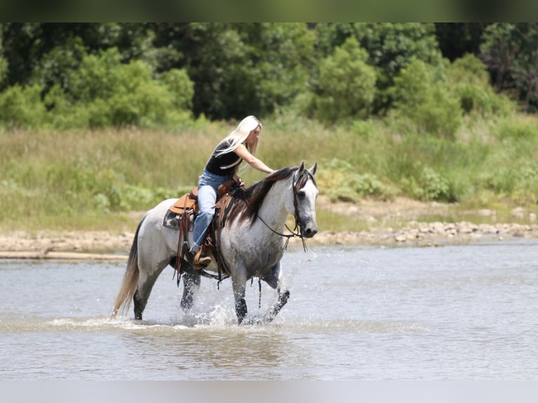 American Quarter Horse Gelding 13 years Grey in Mineral Wells