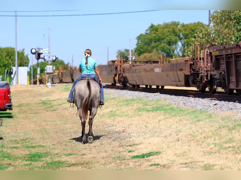 American Quarter Horse Gelding 13 years Grullo in Terrell