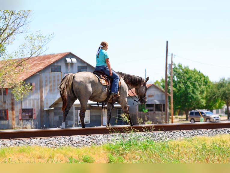American Quarter Horse Gelding 13 years Grullo in Terrell