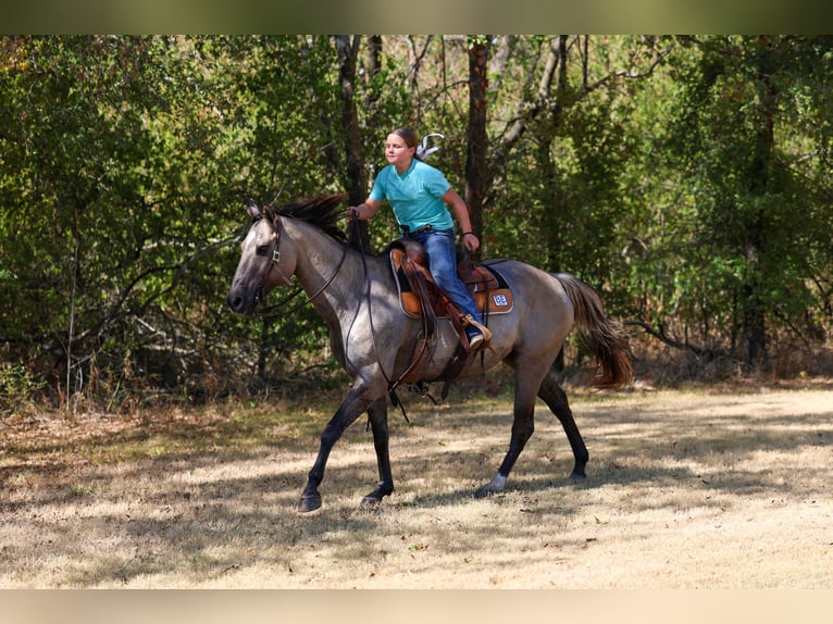 American Quarter Horse Gelding 13 years Grullo in Terrell