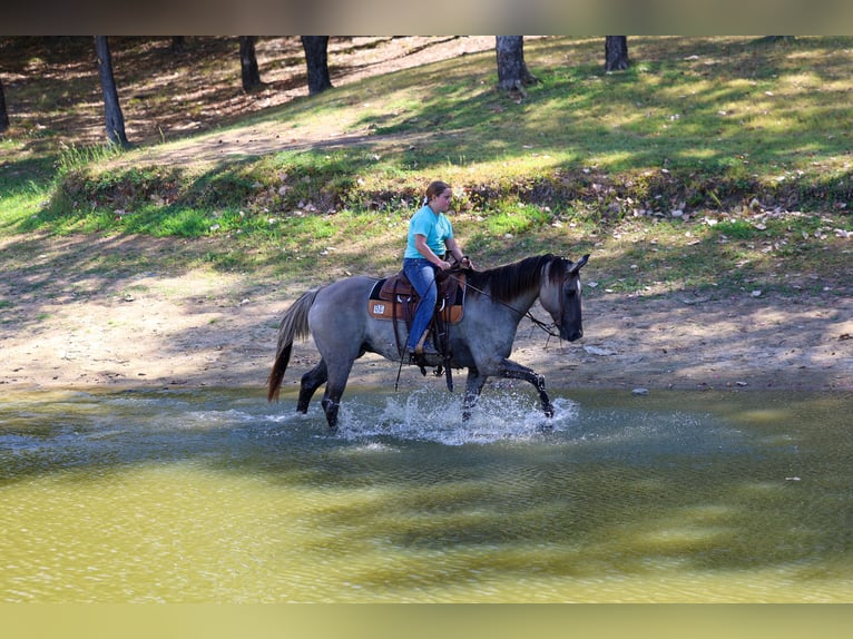 American Quarter Horse Gelding 13 years Grullo in Terrell