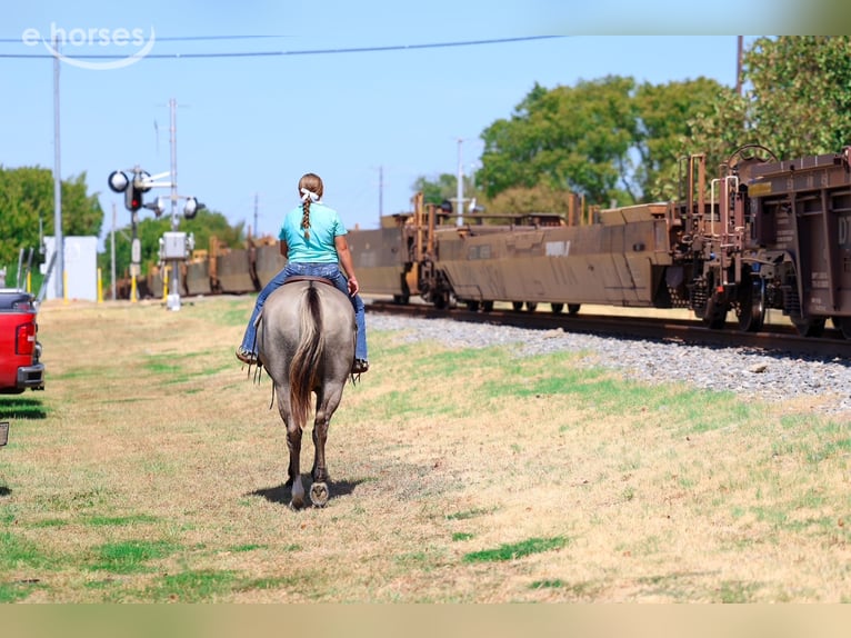 American Quarter Horse Gelding 13 years Grullo in Forney