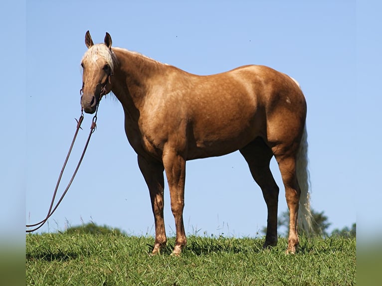 American Quarter Horse Gelding 13 years Palomino in Mt. Vernon KY