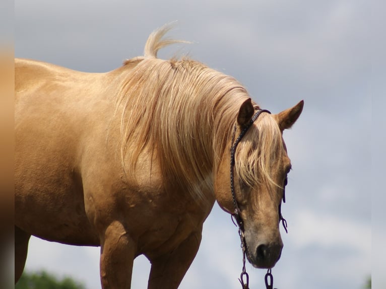 American Quarter Horse Gelding 13 years Palomino in Brodhead Ky