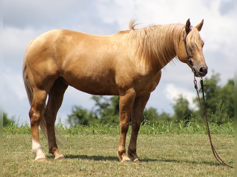 American Quarter Horse Gelding 13 years Palomino in Brodhead Ky