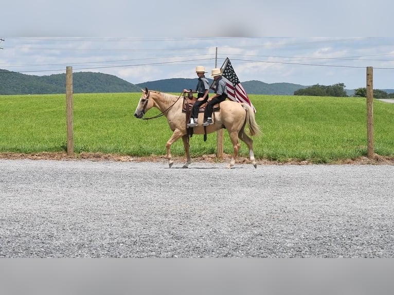 American Quarter Horse Gelding 13 years Palomino in Rebersburg, PA