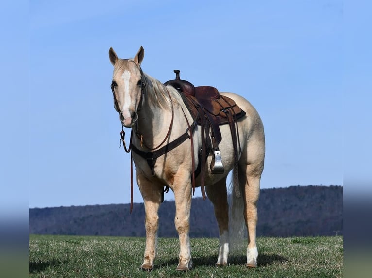 American Quarter Horse Gelding 13 years Palomino in Rebersburg, PA
