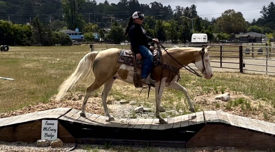 American Quarter Horse Gelding 13 years Palomino in PAICINES, CA