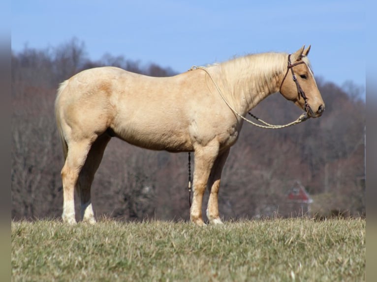 American Quarter Horse Gelding 13 years Palomino in Brodhead, KY
