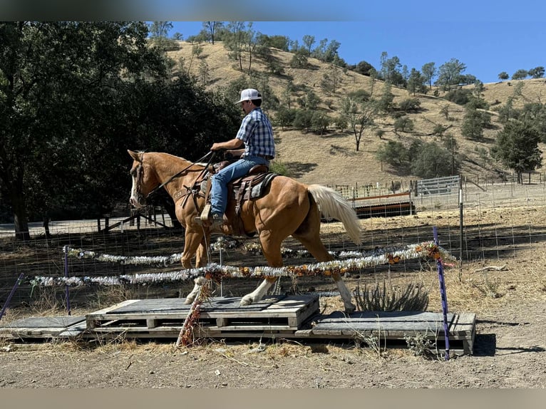 American Quarter Horse Gelding 13 years Palomino in Paicines, ca