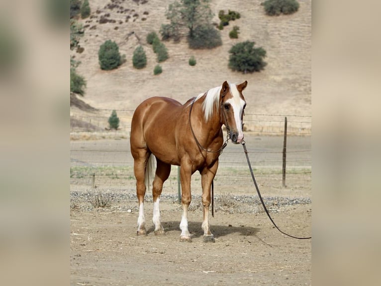 American Quarter Horse Gelding 13 years Palomino in Paicines, ca