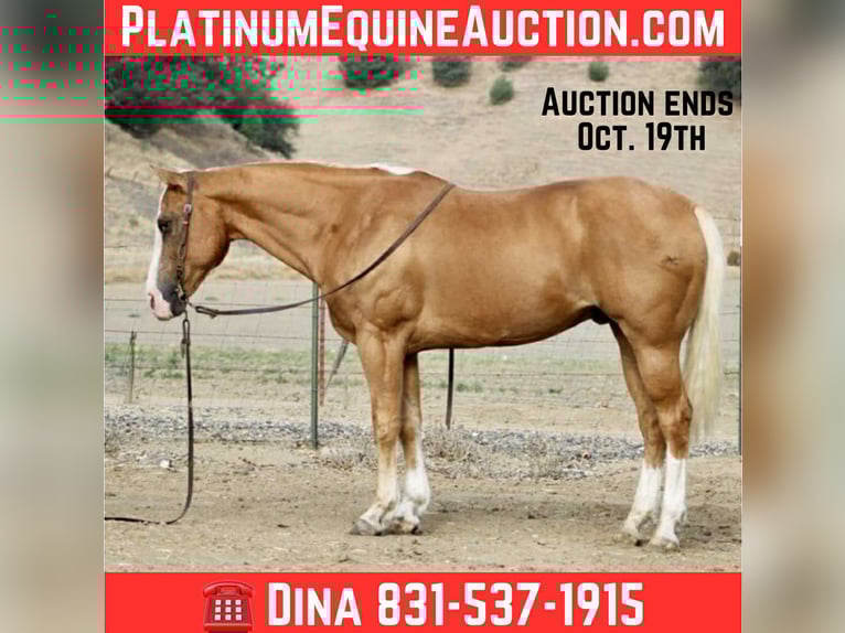 American Quarter Horse Gelding 13 years Palomino in Paicines, ca