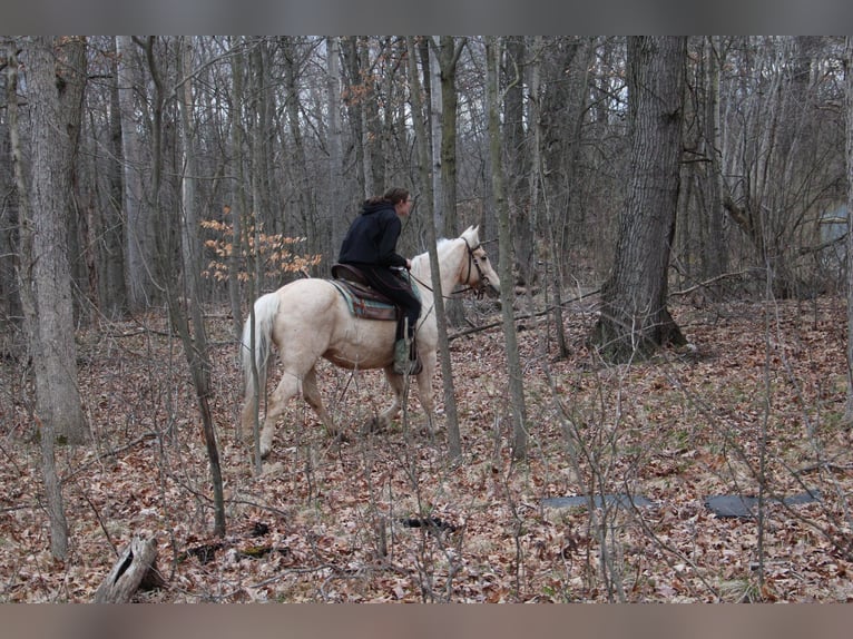 American Quarter Horse Gelding 13 years Palomino in Howell MI