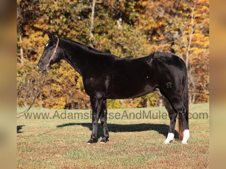American Quarter Horse Gelding 13 years in Mount Vernon