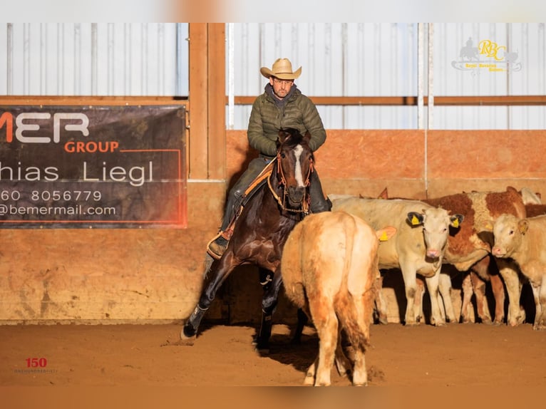 American Quarter Horse Gelding 13 years Roan-Bay in Ahorn