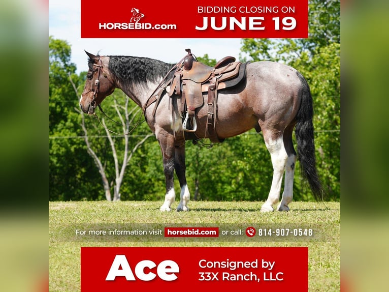 American Quarter Horse Gelding 13 years Roan-Bay in Needmore, PA
