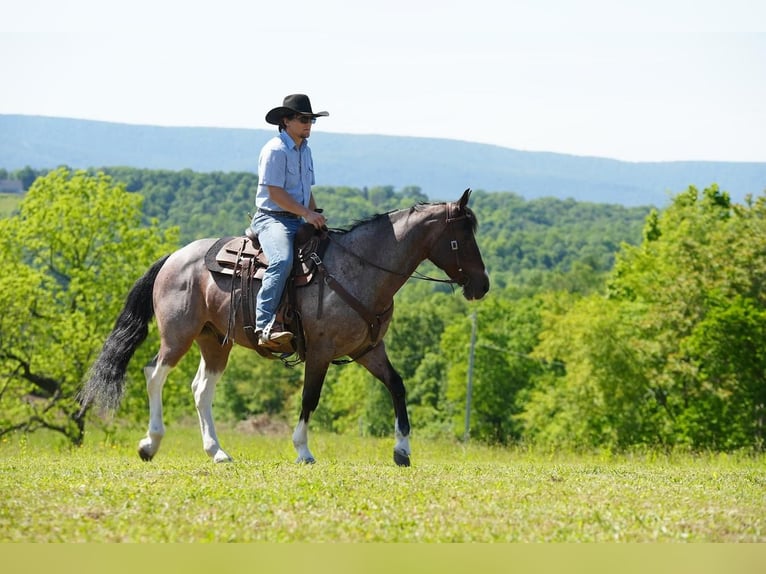 American Quarter Horse Gelding 13 years Roan-Bay in Needmore, PA