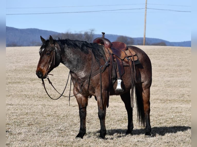 American Quarter Horse Gelding 13 years Roan-Bay in Rebersburg, PA