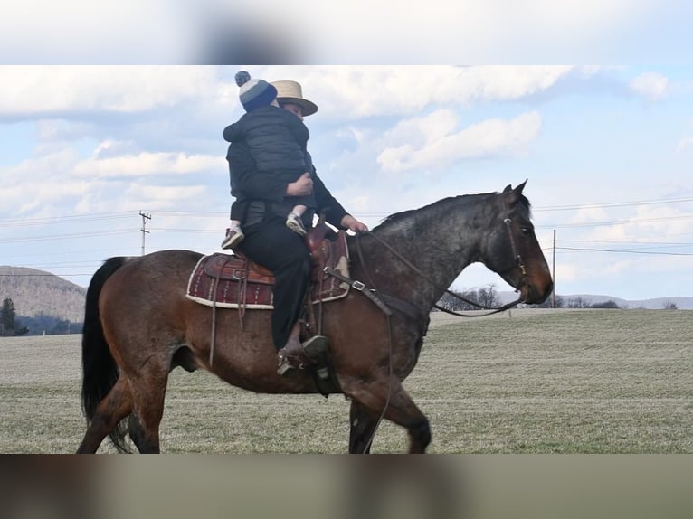 American Quarter Horse Gelding 13 years Roan-Bay in Rebersburg, PA