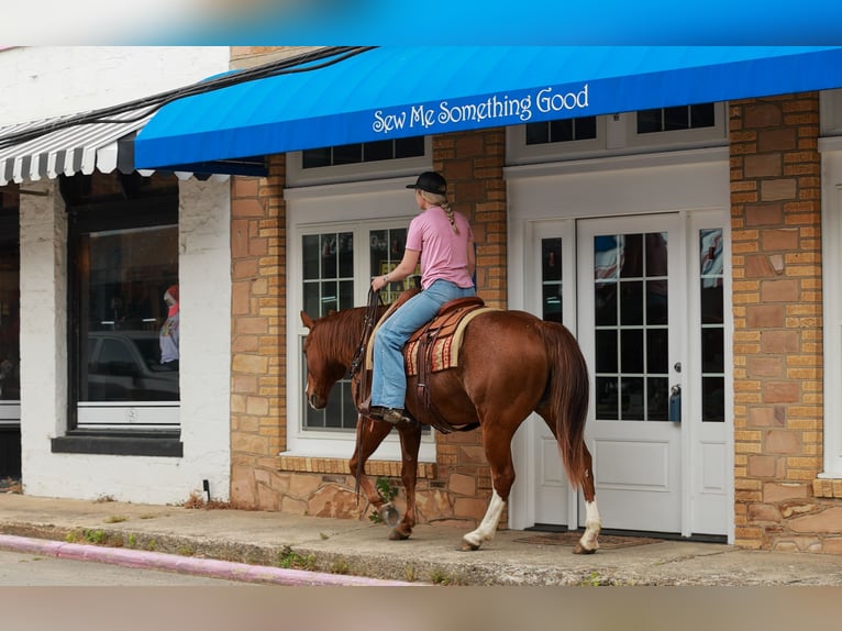American Quarter Horse Gelding 13 years Roan-Red in Quitman