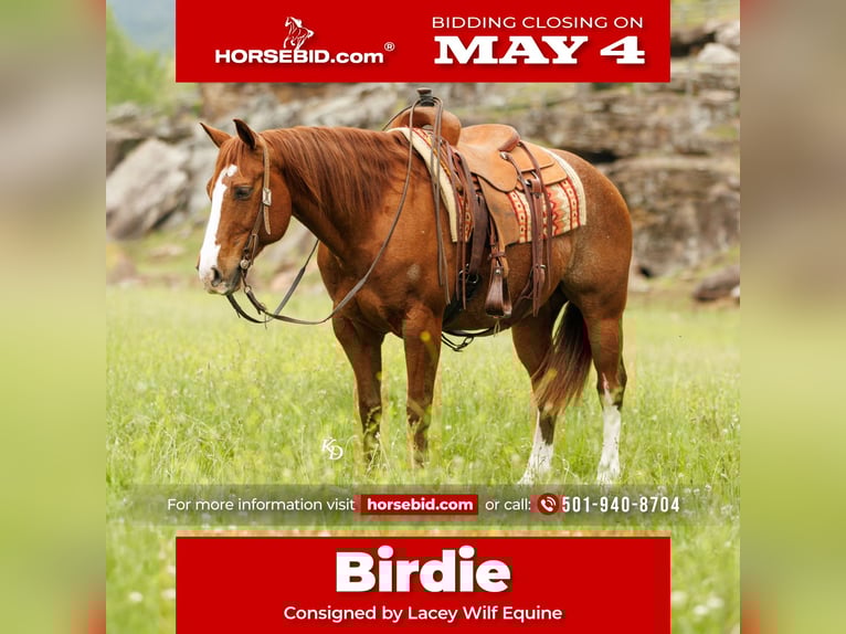 American Quarter Horse Gelding 13 years Roan-Red in Quitman