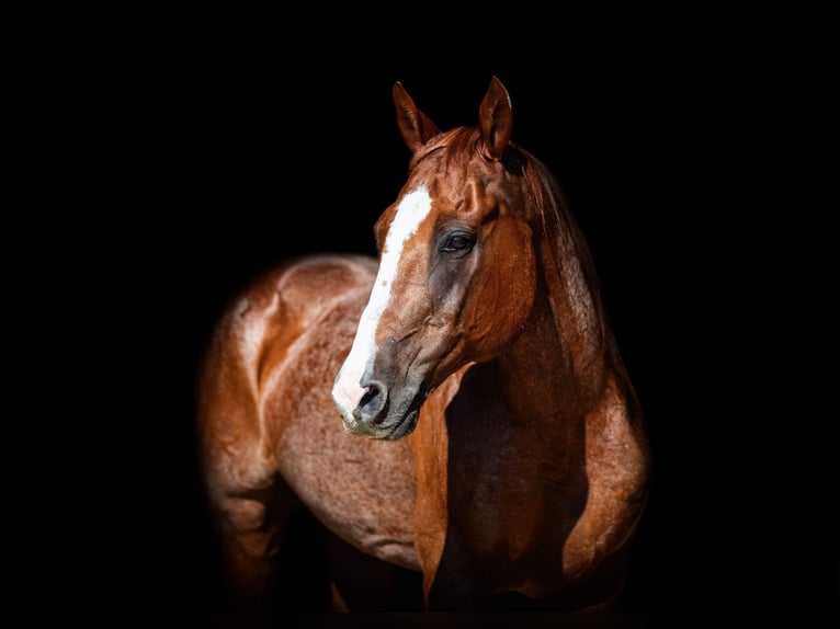 American Quarter Horse Gelding 13 years Roan-Red in Weatherford TX