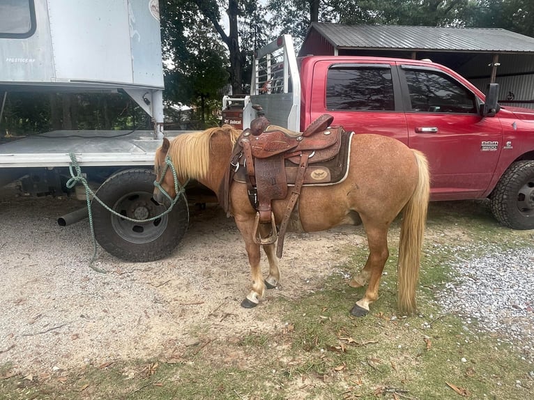 American Quarter Horse Gelding 13 years Sorrel in Brierfield, AL