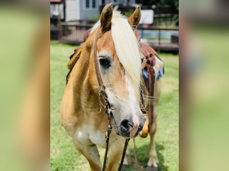 American Quarter Horse Gelding 13 years Sorrel in Flemingsburg