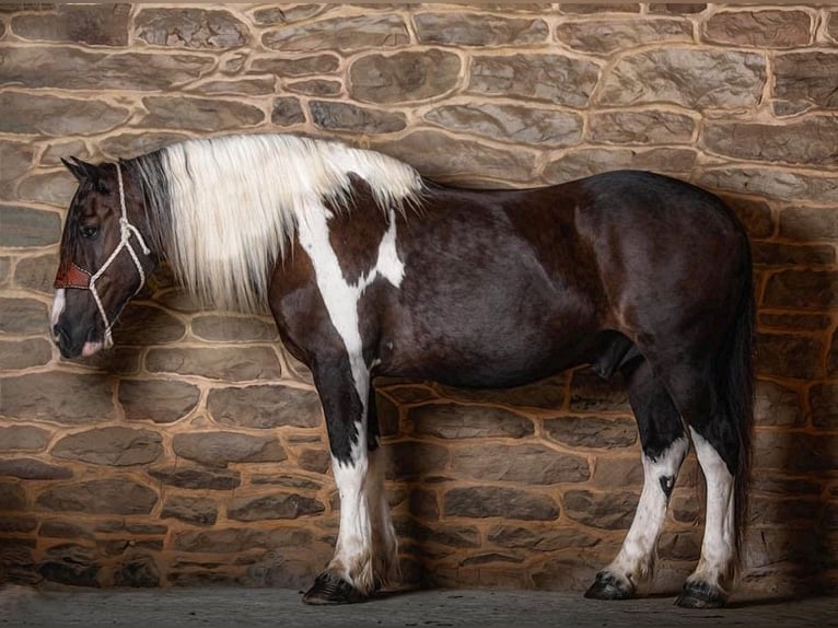 American Quarter Horse Gelding 13 years Tobiano-all-colors in Everette PA